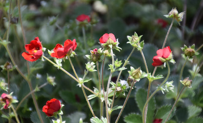 Red Potentilla atrosanguinea, commonly known as ruby cinquefoil, flowers with green leaves on a blurred green background