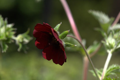 Dark red Potentilla atrosanguinea, commonly known as ruby cinquefoil, flower with green leaves on a blurred natural background