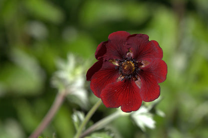 Close-up of a deep red Potentilla atrosanguinea, commonly known as ruby cinquefoil, flower with a blurred green background