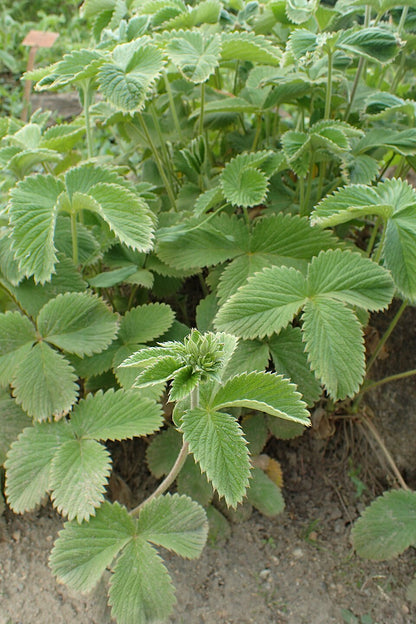 Close-up of green Potentilla atrosanguinea, commonly known as ruby cinquefoil, plants growing in a garden