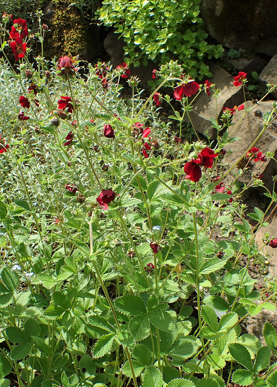 Red Potentilla atrosanguinea, commonly known as ruby cinquefoil, flowers with green leaves in a garden setting
