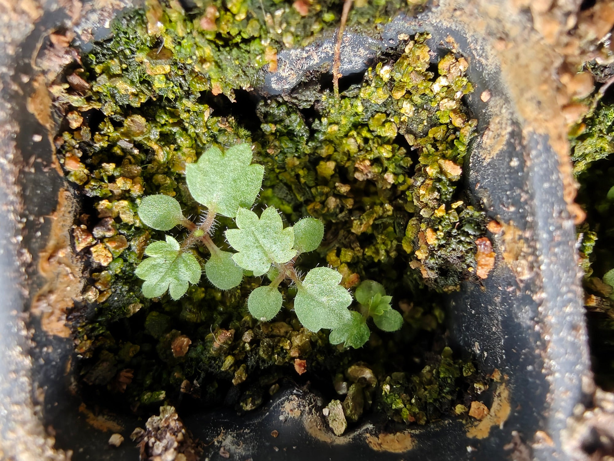 Small green Potentilla seedlings growing in a nursery tray with dirt.