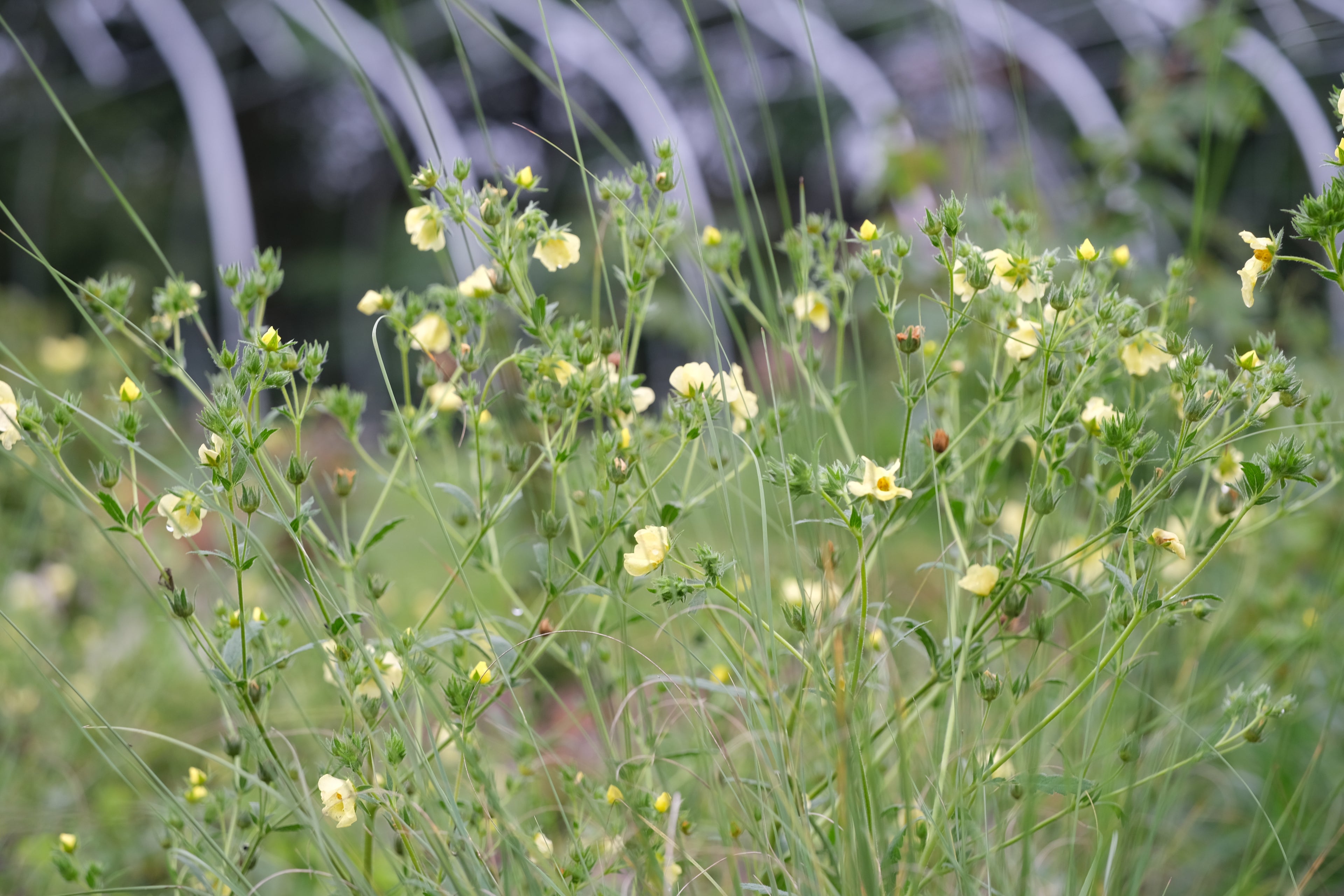 Potentilla recta (sulphur cinquefoil) in garden