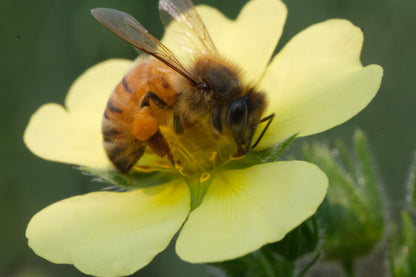 Potentilla recta (sulphur cinquefoil) with honeybee