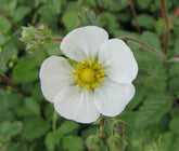 Potentilla rupestris flower