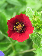 Potentilla atrosanguinea var. argyrophylla (Himalayan cinquefoil) bloom