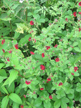 Potentilla atrosanguinea var. argyrophylla (Himalayan cinquefoil) in bloom