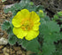 Potentilla megalantha (large-flowered cinquefoil)