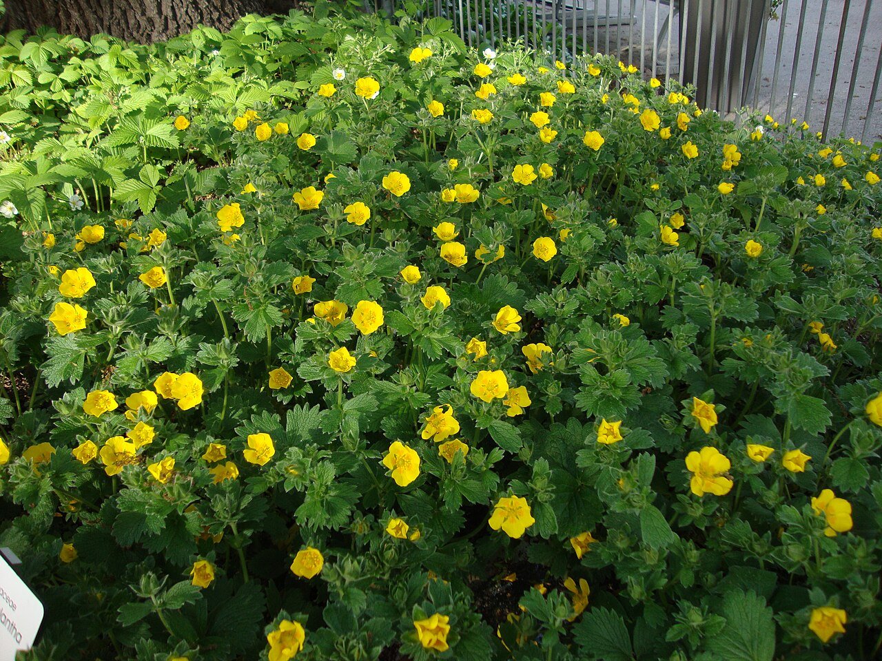 Potentilla megalantha (large-flowered cinquefoil) in garden