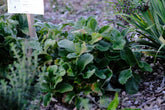 Potentilla megalantha (large-flowered cinquefoil) in fall garden