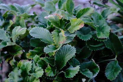 Potentilla megalantha (large-flowered cinquefoil) foliage