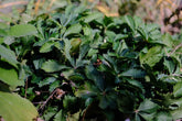 Potentilla nepalensis &