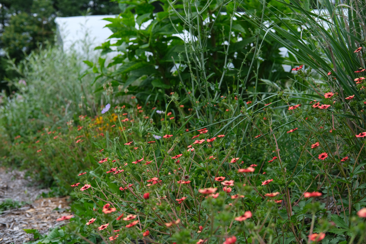 Potentilla nepalensis 'Melton Fire' (Nepal cinquefoil) blooming in the garden 