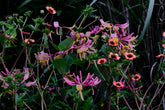 Potentilla nepalensis &