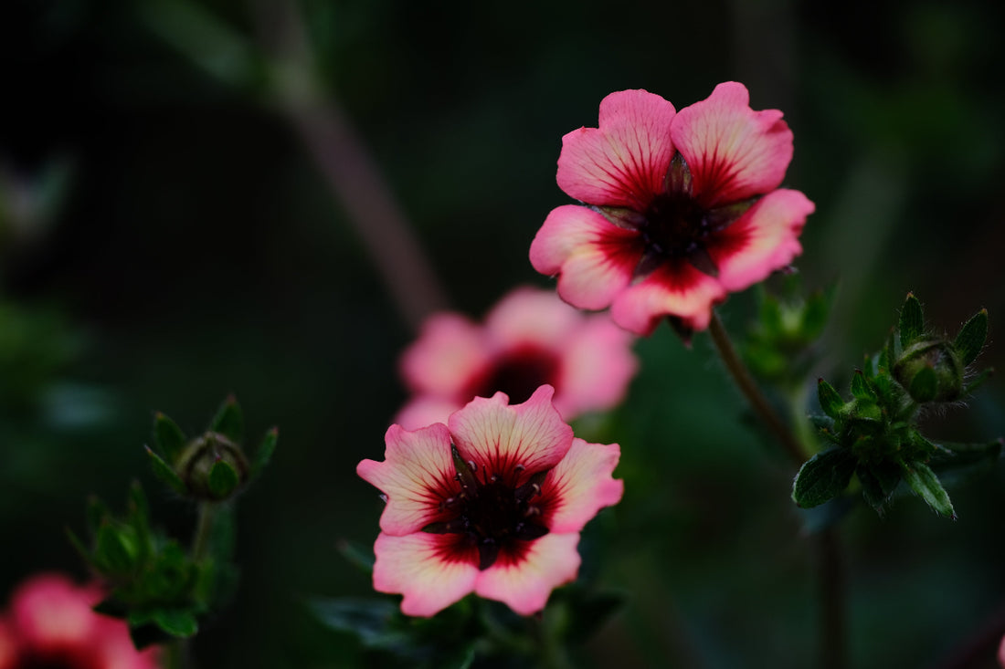 Potentilla nepalensis &