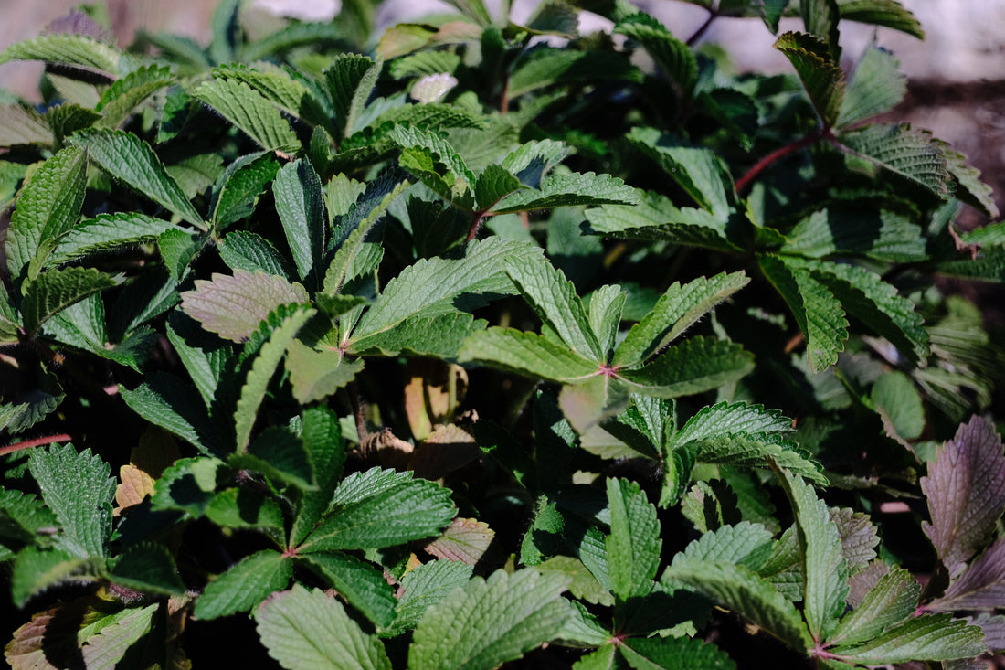 Potentilla nepalensis &