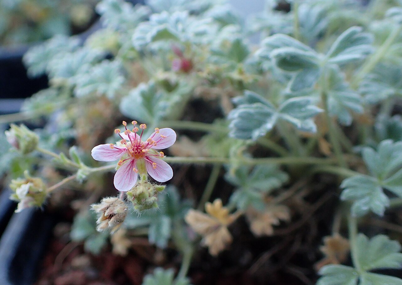 Potentilla porphyrantha (pink cinquefoil)