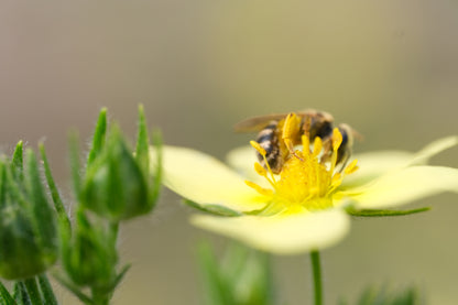 Potentilla recta