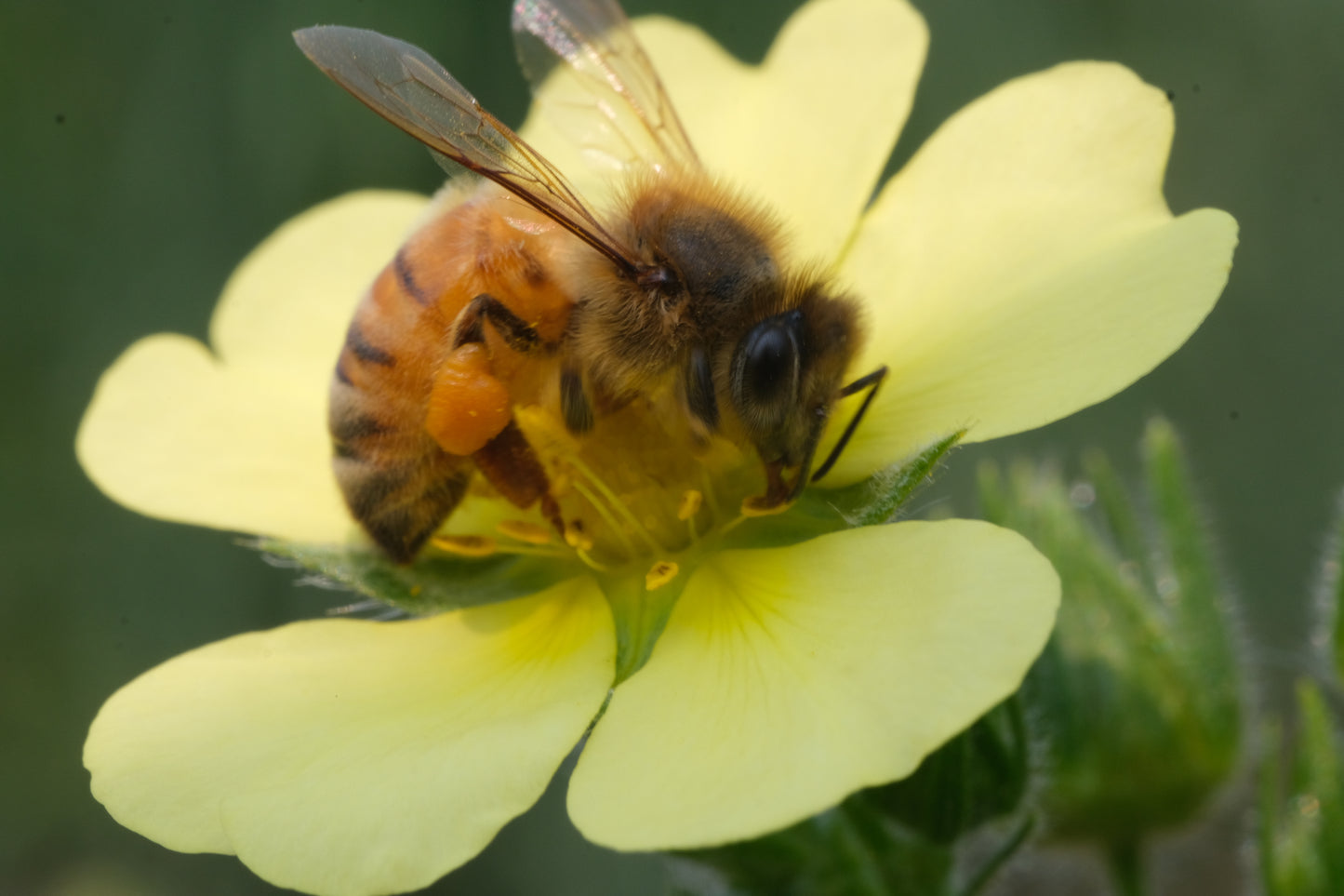 Potentilla recta