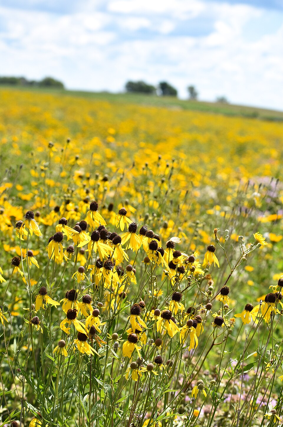 Field of yellow Ratibida pinnata, commonly known as drooping coneflower, flowers with a clear blue sky