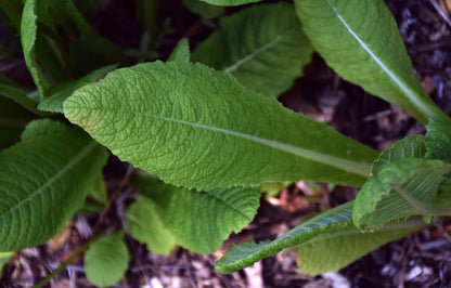 Primula beesiana | Bee&