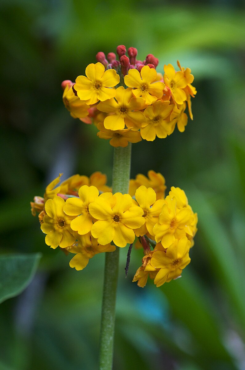 Primula bulleyana (candelabra primrose) flowers