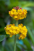 Primula bulleyana (candelabra primrose) flowers