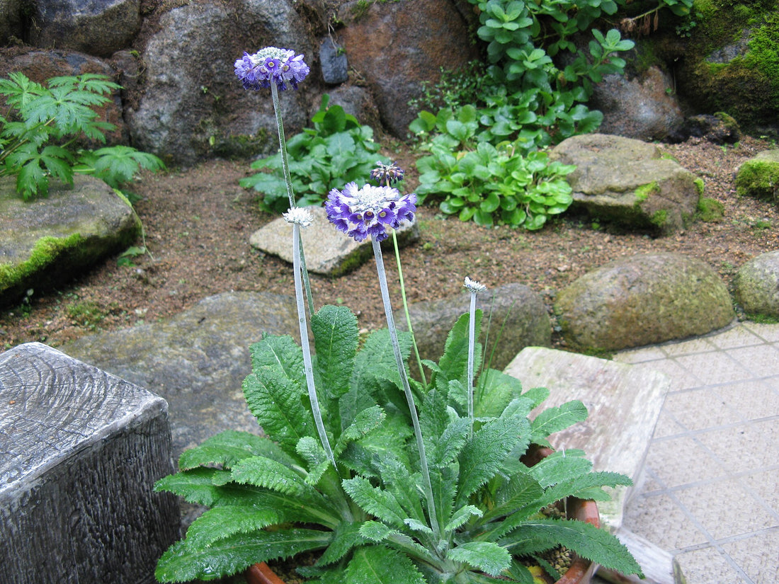 Purple primula capitata flowers with green leaves in a garden setting with rocks and plants.
