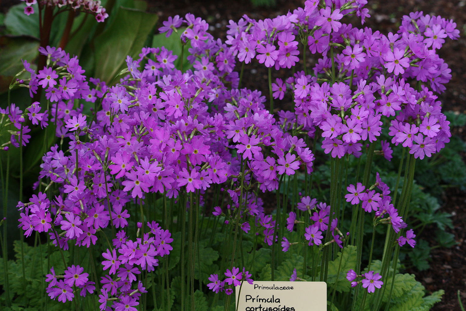 A cluster of purple Primula cortusoides flowers, also known as cortusa primrose, growing outdoors.