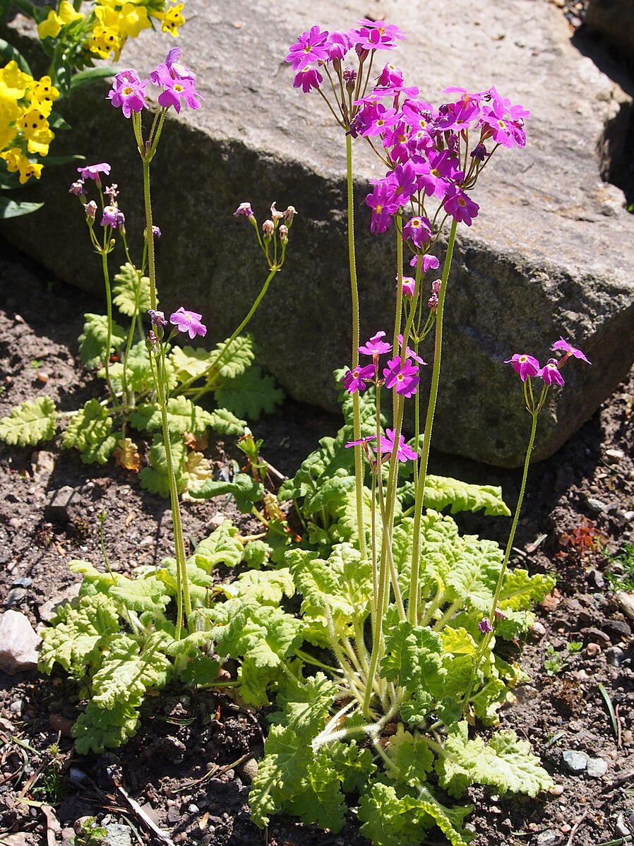 A group of purple Primula cortusoides flowers, also known as cortusa primrose, growing near rocks.