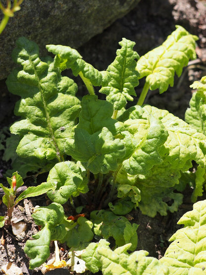 Foliage of Primula cortusoides flowers, also known as cortusa primrose, growing near rocks.