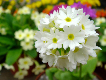 A close-up image of a white primula flower with a green center, surrounded by blurred colorful flowers and green foliage in the background.