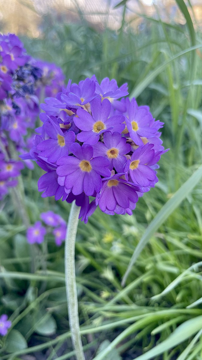 An image of purple Primula denticulata, commonly known as drumstick primula, flowers on a green grassy background.