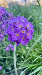 An image of purple Primula denticulata, commonly known as drumstick primula, flowers on a green grassy background.