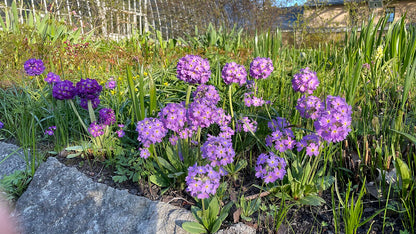 An image of purple Primula denticulata, commonly known as drumstick primula, flowers in a garden setting with a large rock and spring bulbs.