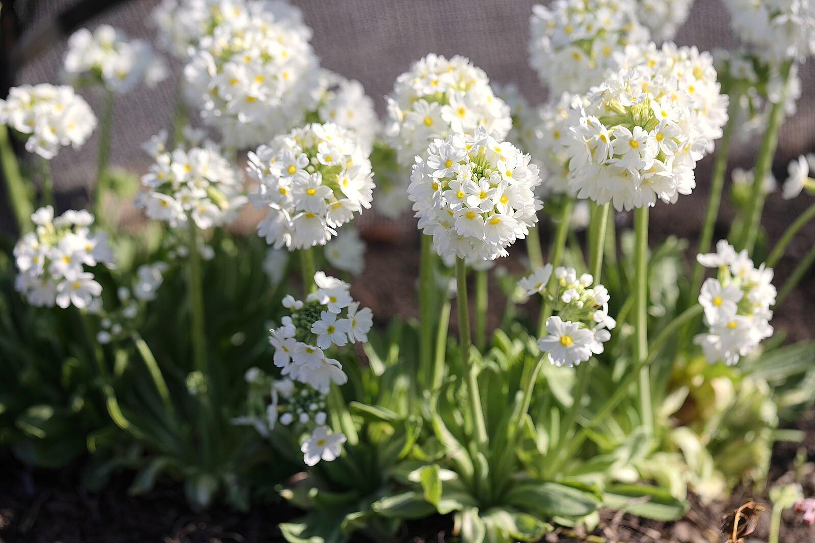 White Primula denticulata &