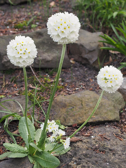 An image of a single white Primula denticulata var. alba &