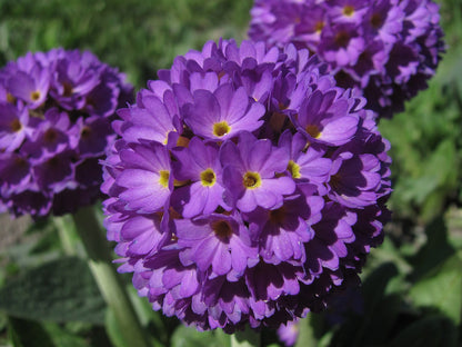 A close-up image of purple drumstick primula flowers with yellow centers.