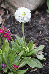 A single white Primula denticulata &