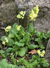 Primula elatior (oxlip) in rocky setting