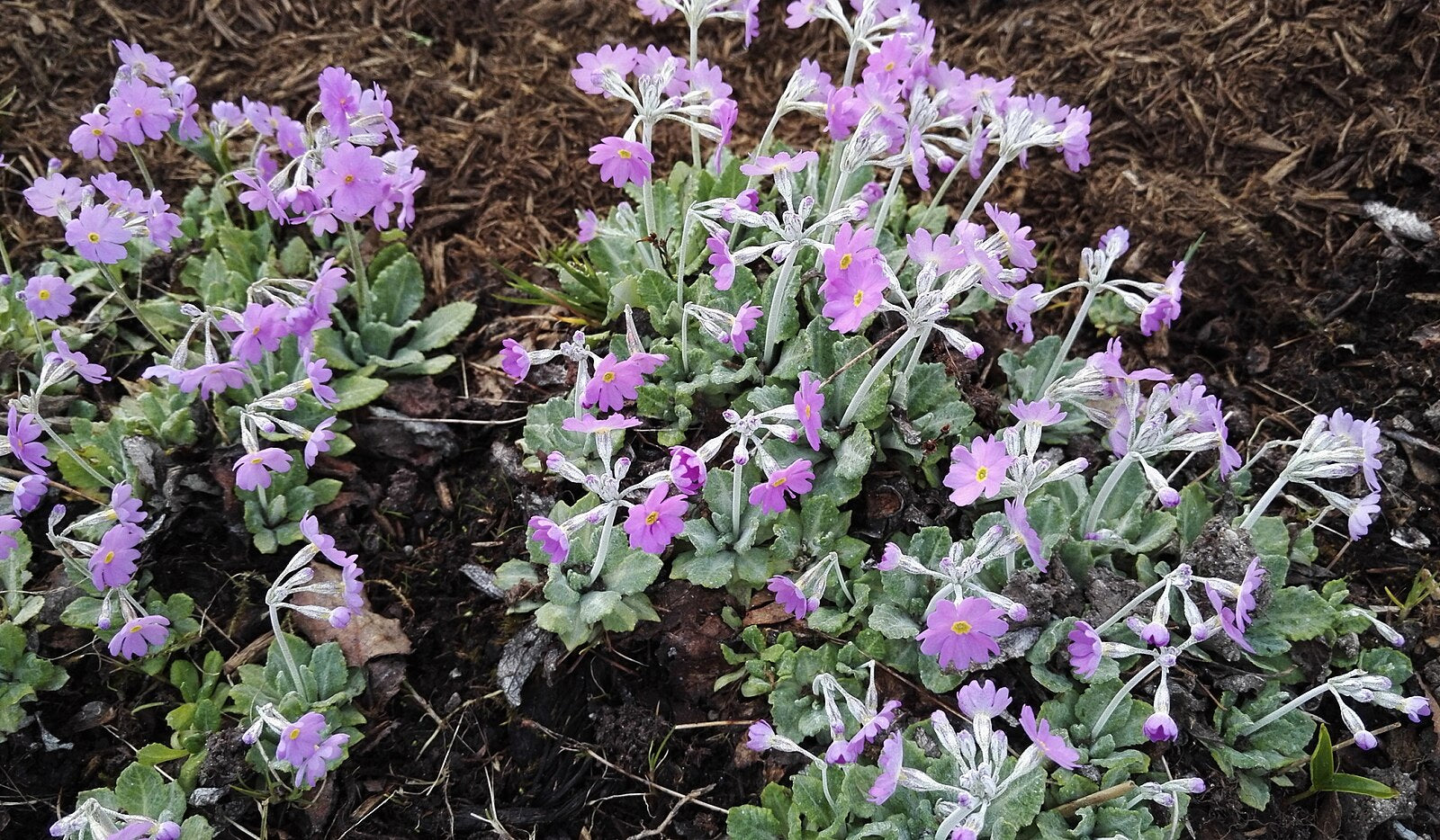 A cluster of purple Primula farinosa, also known as bird&