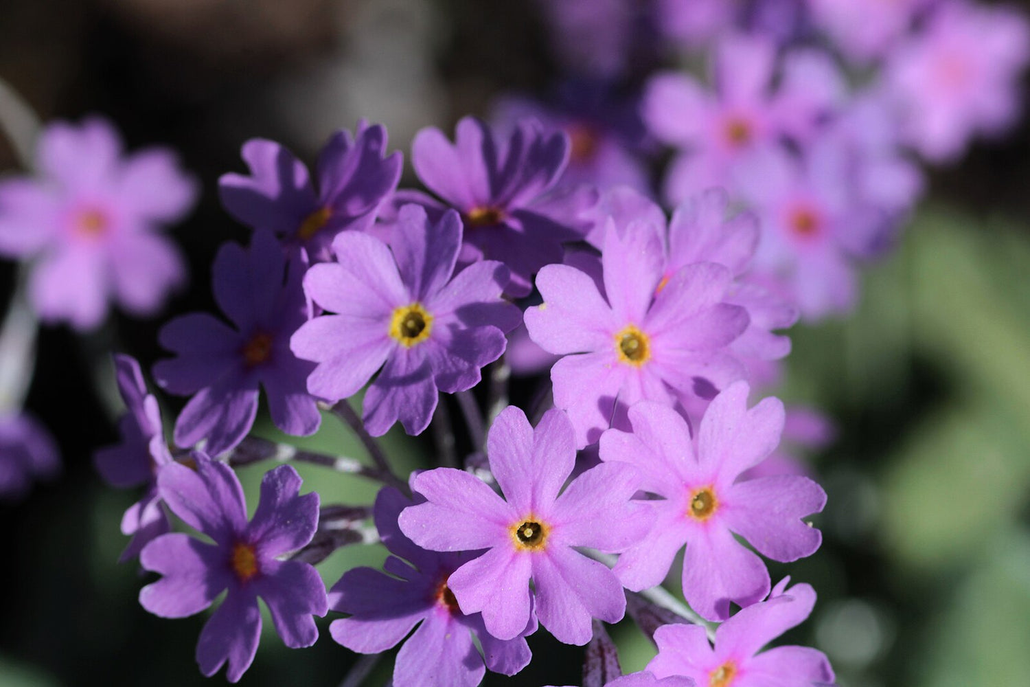 A cluster of purple Primula farinosa, also known as bird&