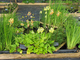 giant primrose (Primula florindae) in a small pond