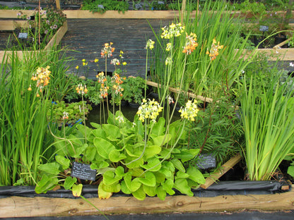 giant primrose (Primula florindae) in a small pond