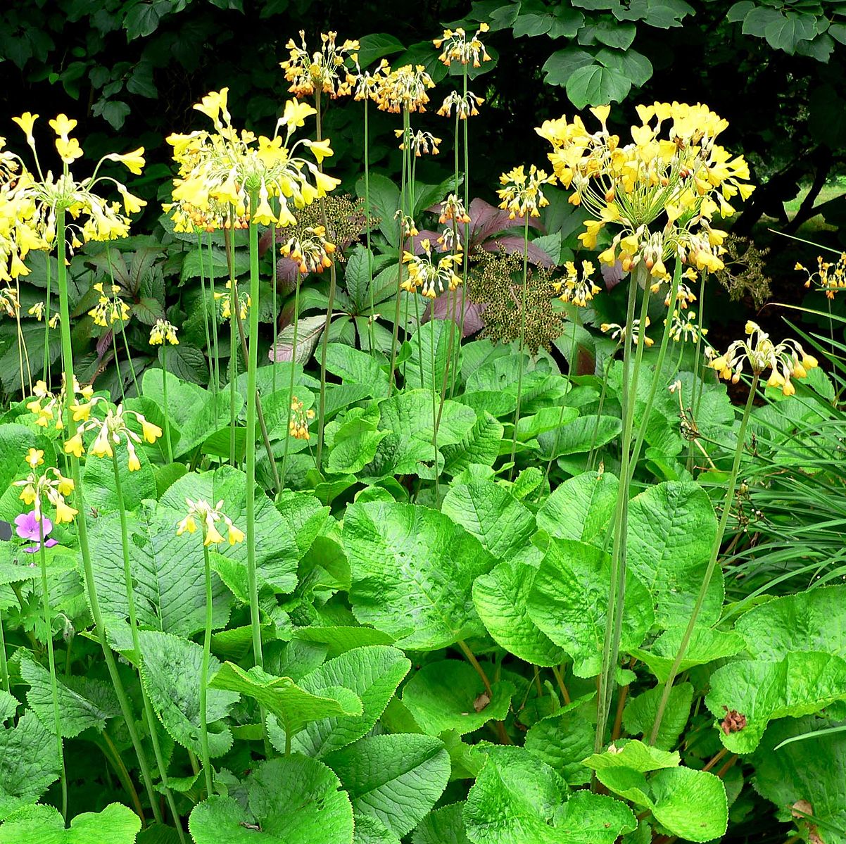 giant primrose (Primula florindae) yellow flowers and green leaves in a garden setting