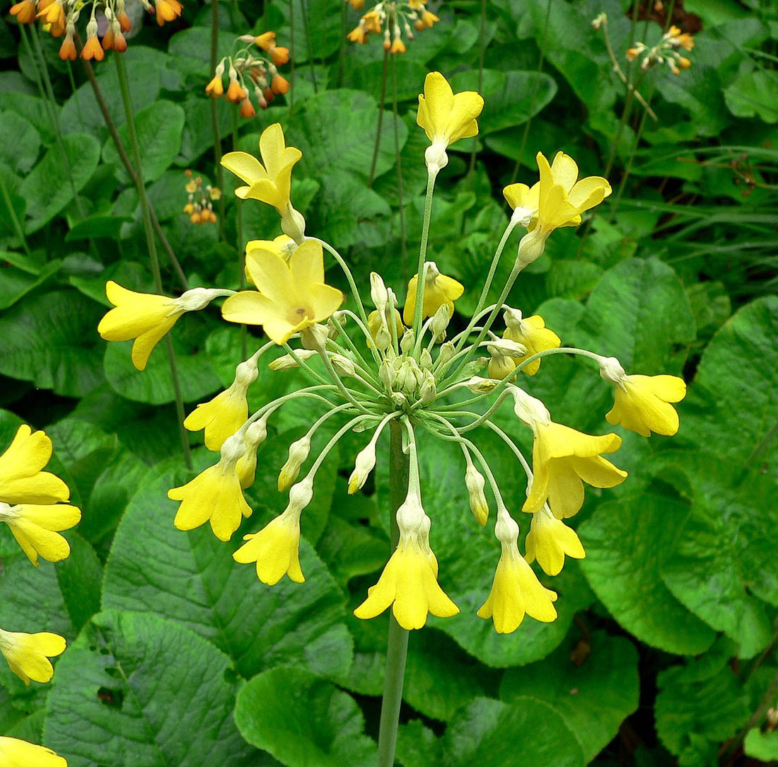 A photo showing a cluster of yellow giant primrose (Primula florindae) flowers with green leaves.