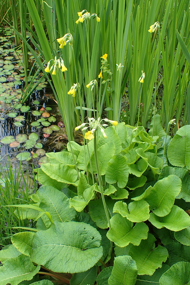 giant primrose (Primula florindae) growing in a pond