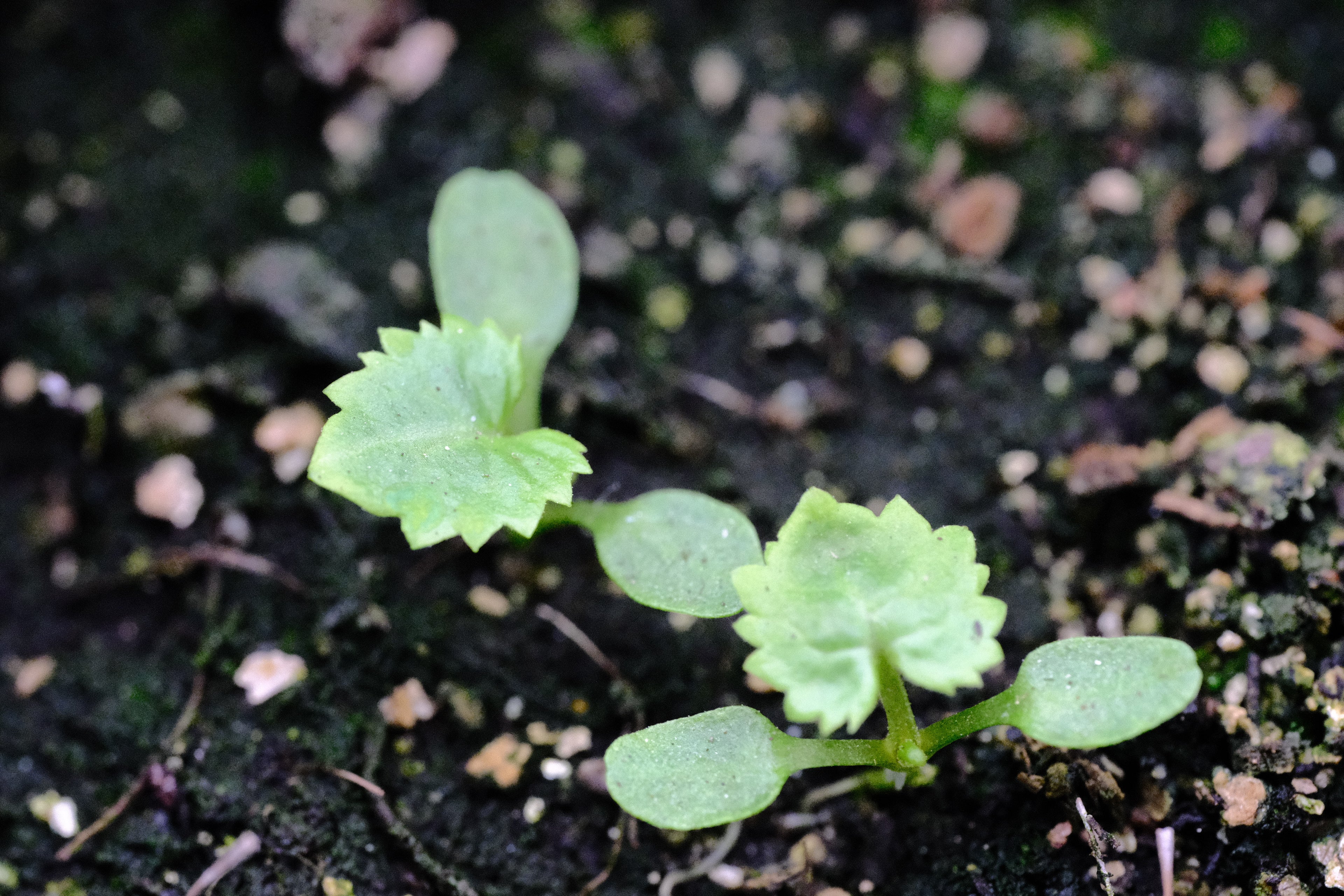 Primula florindae seedling at The Old Dairy Nursery