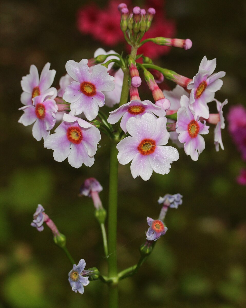 Primula japonica &