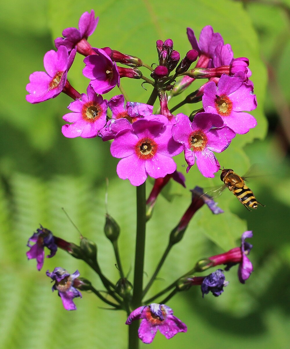 Primula japonica | candelabra primrose